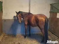 Cheval, Chevaux — photo 4