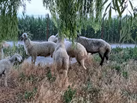 Ram, Schapen — foto 4