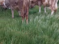 Ko, Aserbajdsjansk zebu — foto 6