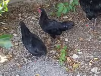 Chickens — عکس 1