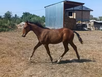 公马, Horses — 照片 4