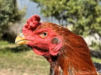 Chickens — 照片 5