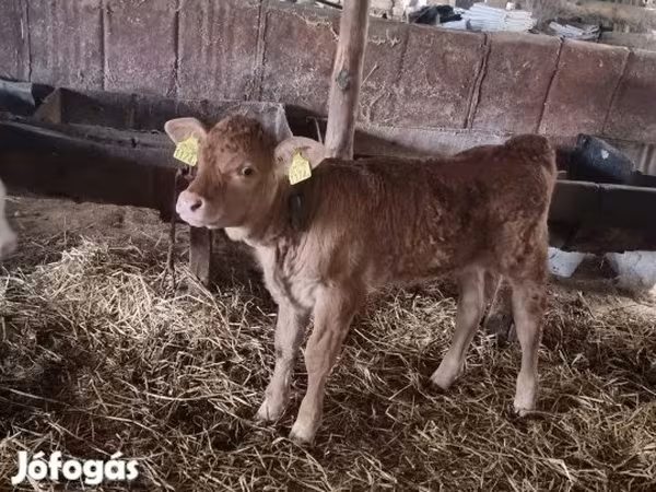 Býk, Simmental cattle