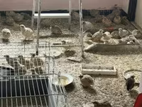 재퍼니즈 — 사진 1