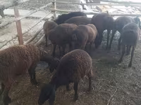 Sheep, Sheep — photo 1