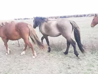 Koń, Mugalzhar horse — zdjęcie 4