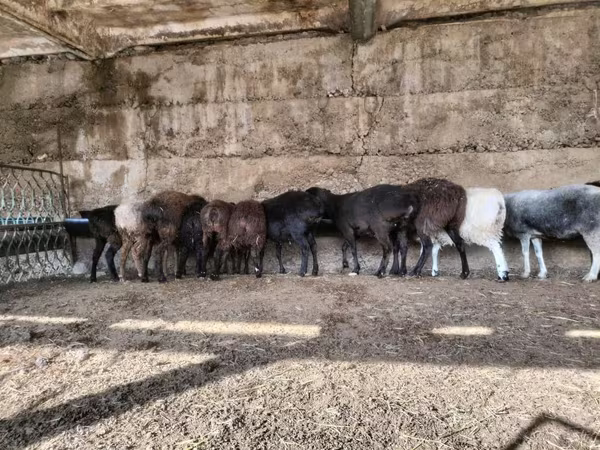 قوچ, گوسفند