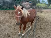 Kuda betina, Horses — foto 7