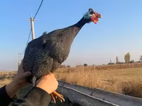 Turkeys — फ़ोटो 3