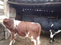گاو نر, Simmental cattle — عکس 2