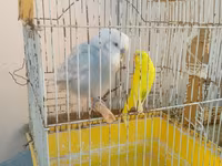 Iki qus (erkek disi) bir boyuk qefes icinde yemi qabi su qabi — zdjęcie 3