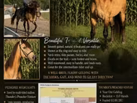 Horse (M), Rocky Mountain Horse — photo 1