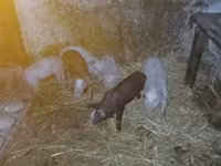 Babi betina, Pigs — foto 2