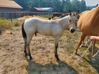 Cavallo, Quarter Horse — foto 3
