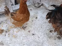 Chickens — foto 2
