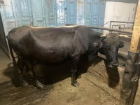 Krava, Swiss cattle — fotografija 2