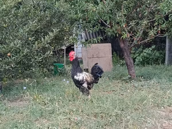 Chickens — Kyrgyzstan