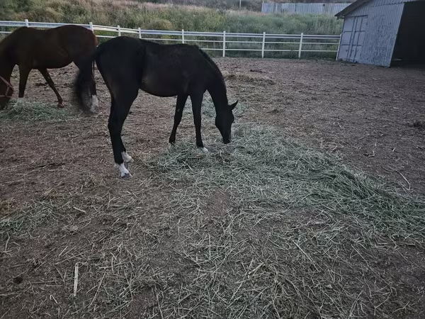 Kůň, Akhal-Teke