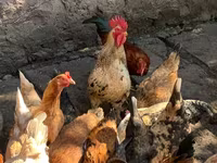Chickens — Foto 2