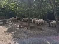 Овца, Racka sheep — снимка 1