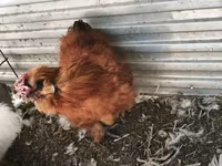 Silkie — foto 5