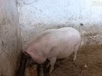 Kanec, Вьетнамская вислобрюхая — foto 2