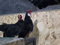 Chickens — zdjęcie 4