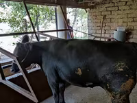 ላም, Cattle — ፎቶ 4