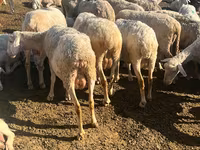 قوچ, گوسفند — عکس 2