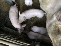 公猪, Pigs — 照片 5