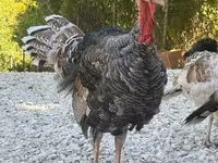 Turkeys — Foto 2