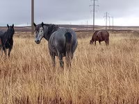 Cavalla, Kazakh horse — foto 2