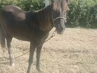 Iapă, Azerbaijan horse — foto 1