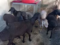 Kambing jantan, Sheep — foto 1