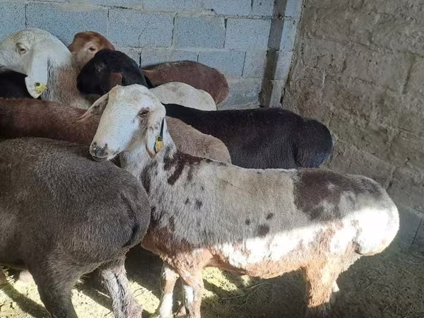 Wad, Sheep