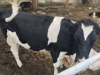گاو ماده, Russian Black pied cattle — عکس 2