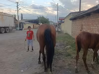 Էգ ձի, Thoroughbred horse — լուսանկար 3