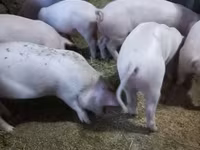 Babi betina, Крупная белая — foto 3