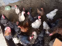 Chickens — foto 3