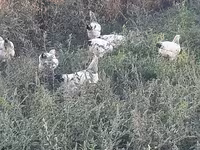 Chickens — foto 4