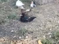 Ducks — fotografija 1