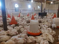 Chickens — تصویر 6