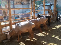 قوچ, گوسفند — عکس 8