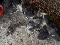 Chickens — عکس 1