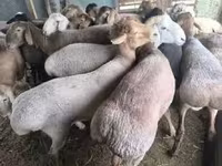 የጎትት አውራ በግ, Sheep — ፎቶ 2