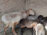 میش, Arashan sheep — عکس 1
