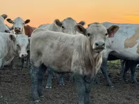 گاو و گوساله (گروه، جنسیت مشخص نشده), Swiss cattle — عکس 8