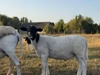 Widder, Dorper sheep — Foto 2