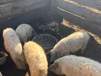 Cinghiale — foto 1