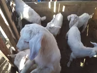 بز ماده, Saanen goat — عکس 1